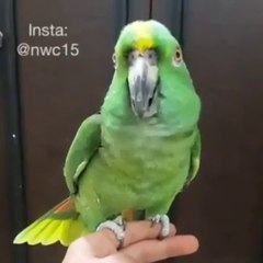 Parrot Recites Kalima   Amazing