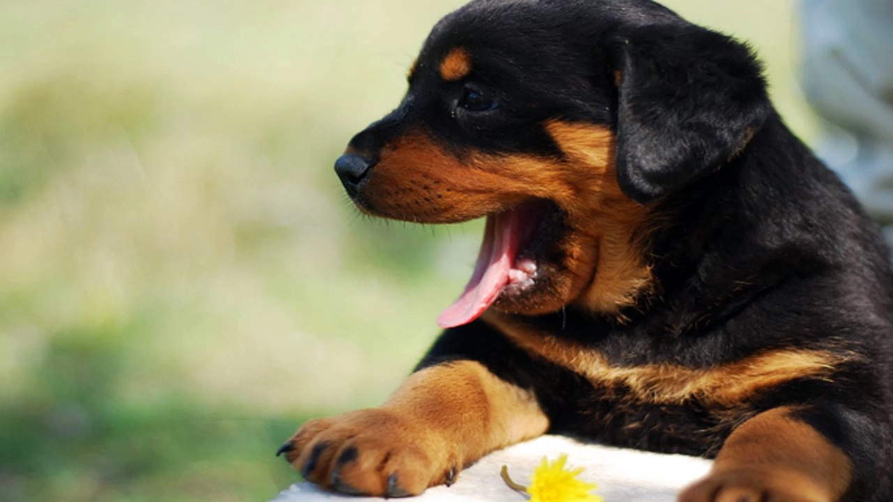 Learn The Procedures Of Paper Training Your Dog For A Healthier And Cleaner Environment