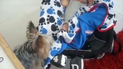 Dog tucking a baby in to bed