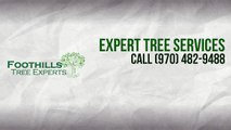 Tree Services in Fort Collins | Foothills Tree Services | Fort Collins Tree Services