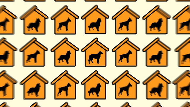 CLM BBDO, Havas Media pour Pedigree France - nourriture pour chiens, «Loyal banner» - avril 2014