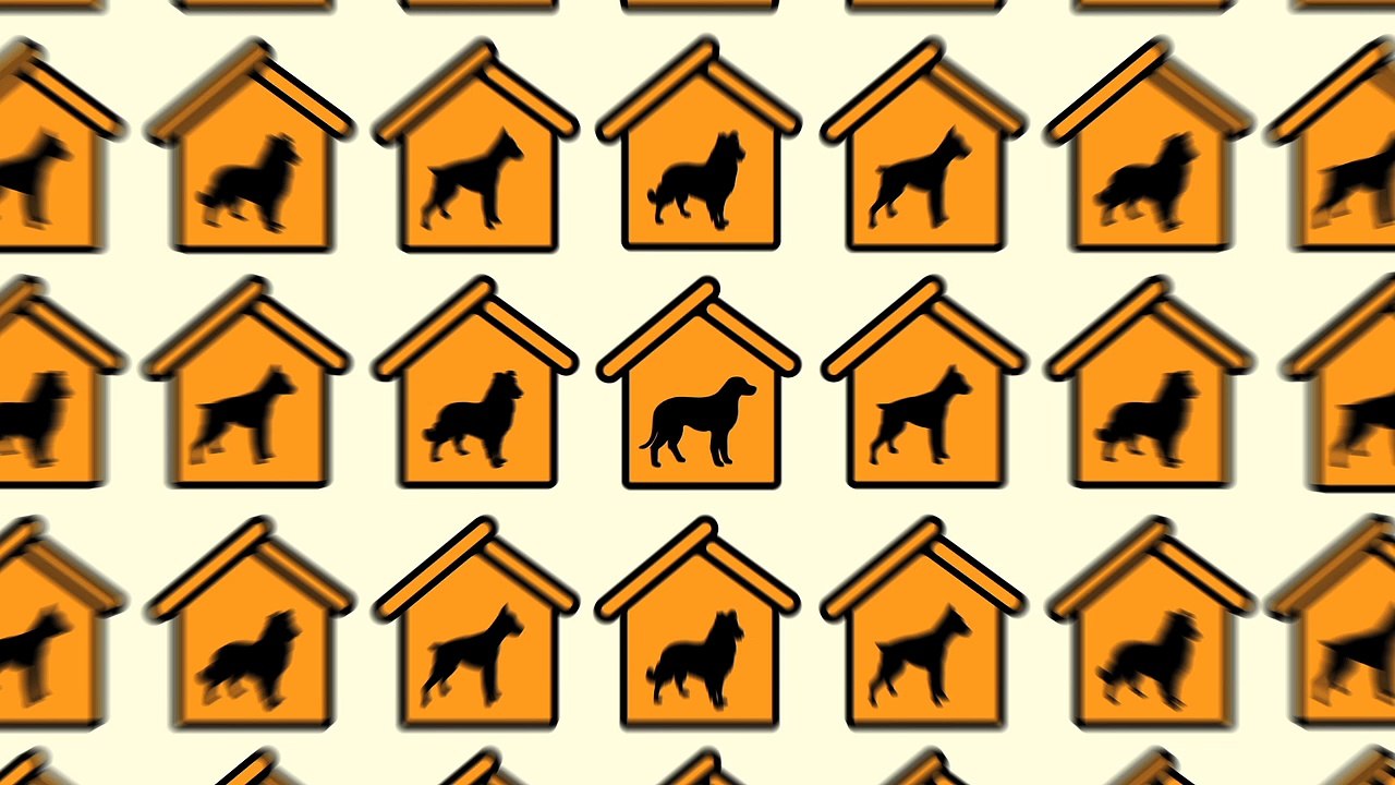 CLM BBDO, Havas Media pour Pedigree France - nourriture pour chiens, «Loyal banner» - avril 2014