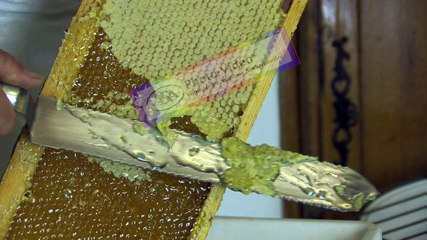 APICULTURE Extrait 11