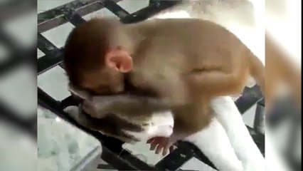 El monito más pesado molesta al gato más paciente