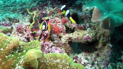 Paradise on Earth - Maldives