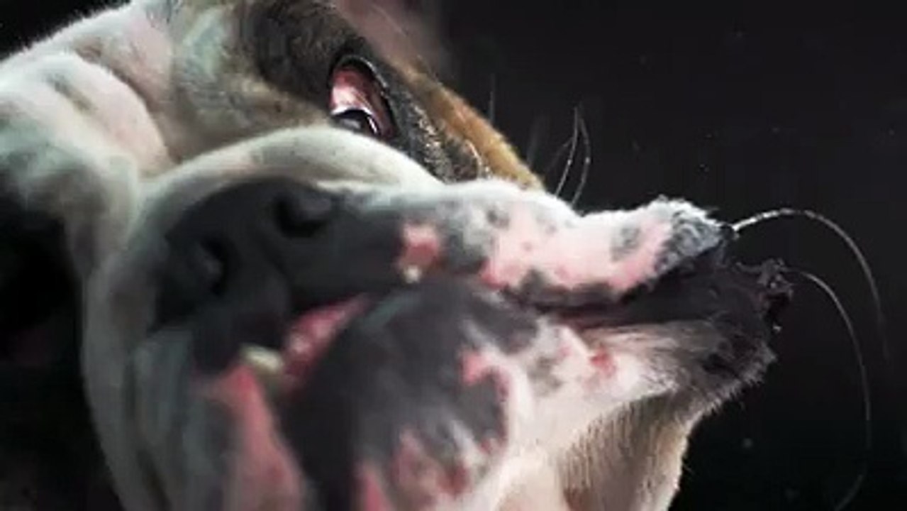 funny video