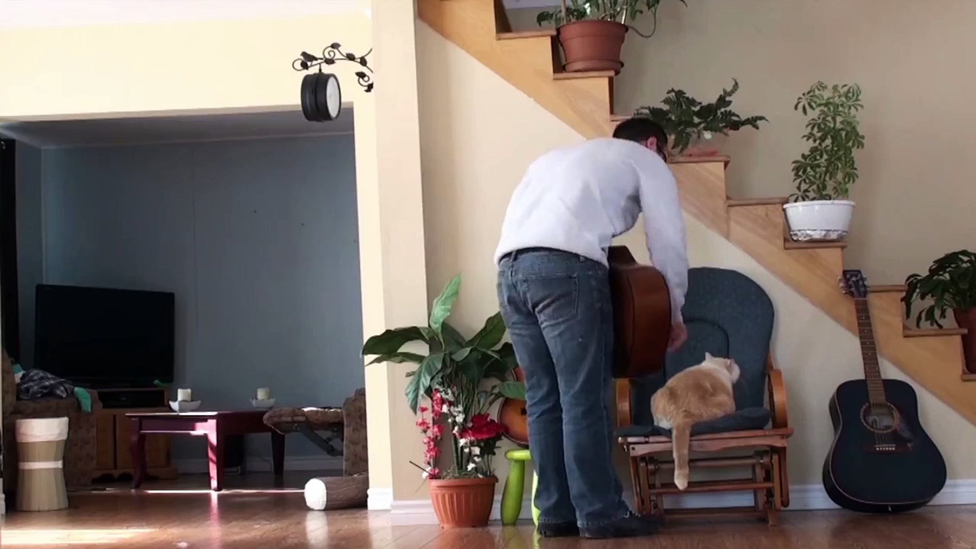 Un Homme Vire Son Chat Pour Jouer De La Guitare Video Dailymotion