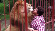 Un lion embrasse une femme qui l'a sauvé !