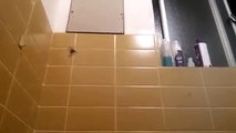 Araignée dans la salle de bain / Spider in the bathroom