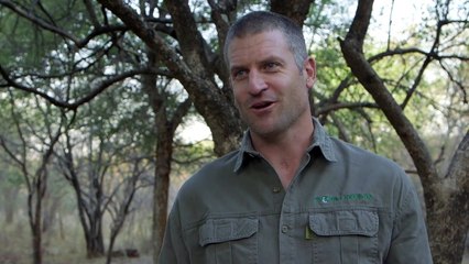 Verhütung für Elefanten - aus dem Hubschrauber