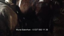Kars Hayvan Pazarı - Murat BAKIRHAN