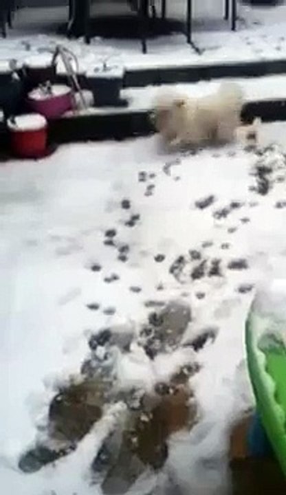 Bichon frise having fun in Somerset snow