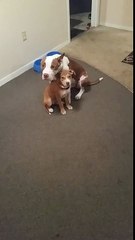 La ternura en vivo, dos pitbull regañados por sus travesuras