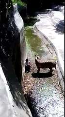 Un tigre blanc attaque un homme tombé dans son enclos