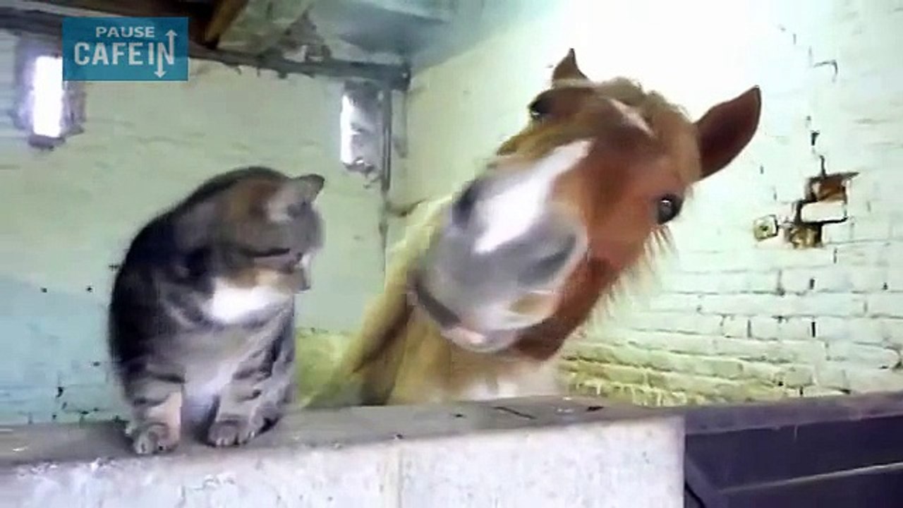une amitié improbable entre un cheval et un chat