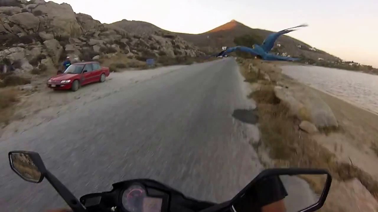 Faire une balade à scooter avec son perroquet