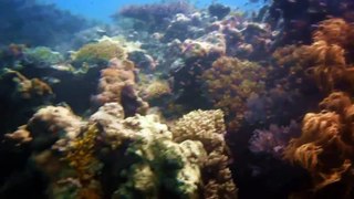 Big Green Island Scuba Diving