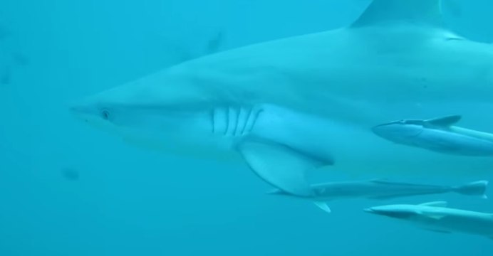 Friendly Grey Reef Sharks Swim in Waters Off Maldives
