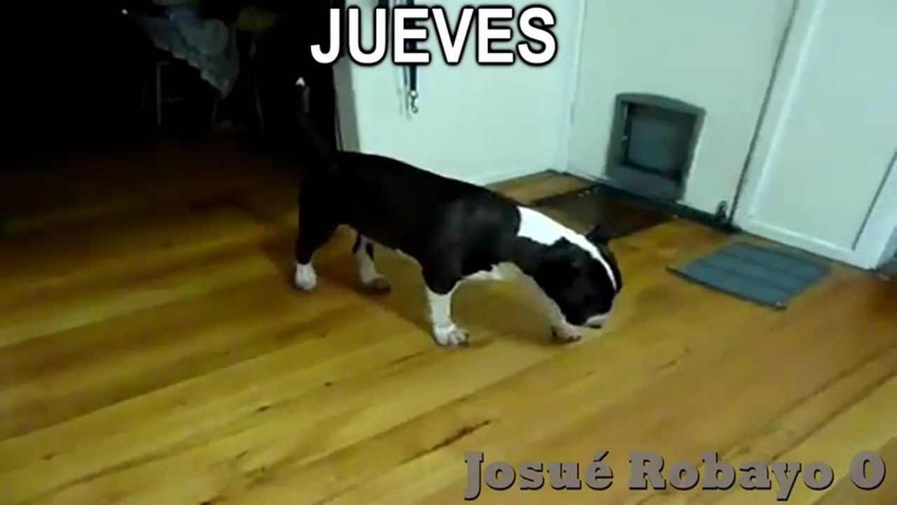 Videos Chistosos (2).mp4