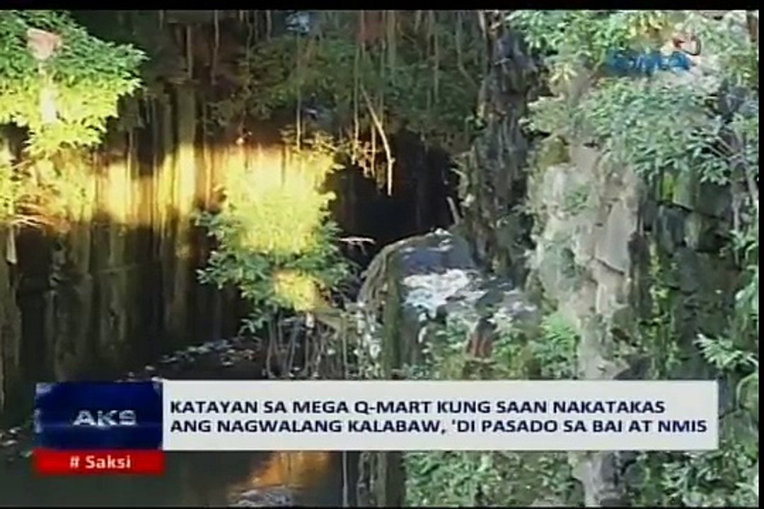 Saksi: 4 na caretaker na nagdala pa-Maynila sa nagwalang kalabaw, idinemanda