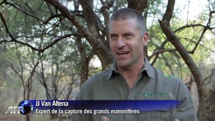 Afrique du sud : quand les éléphants prennent la pilulle