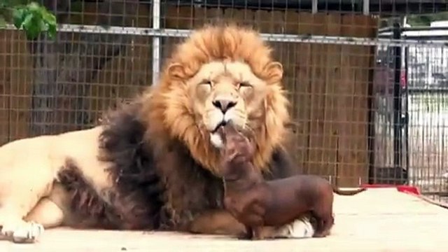 Dog licks lion's teeth, Must watch this video