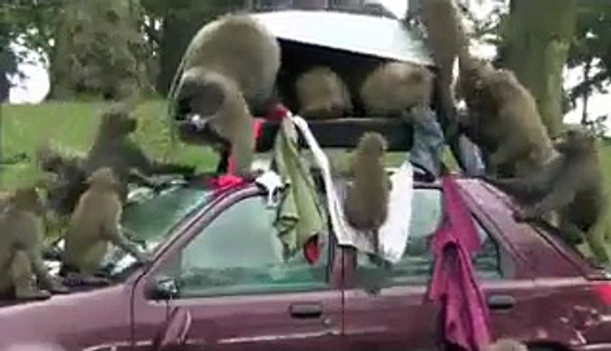 Monkeys attacks a car watch and share must