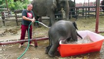 This Clumsy Baby Elephant Taking A Bath Is Too Cute For Words