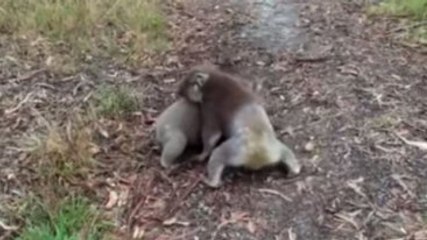 İki Koalanın Kıyasıya Güreş Mücadelesi