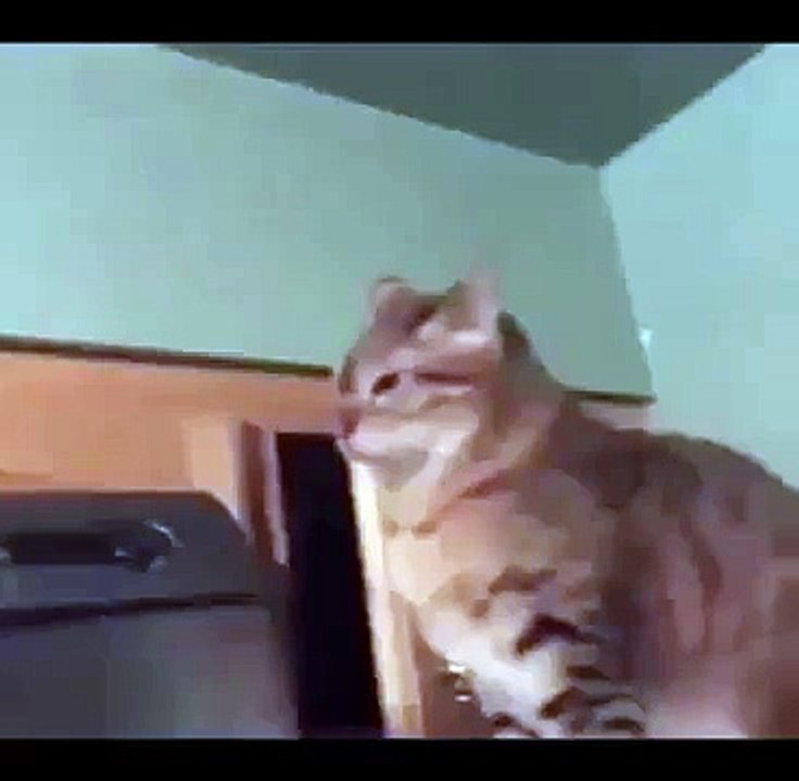 Cat Attack From Behind