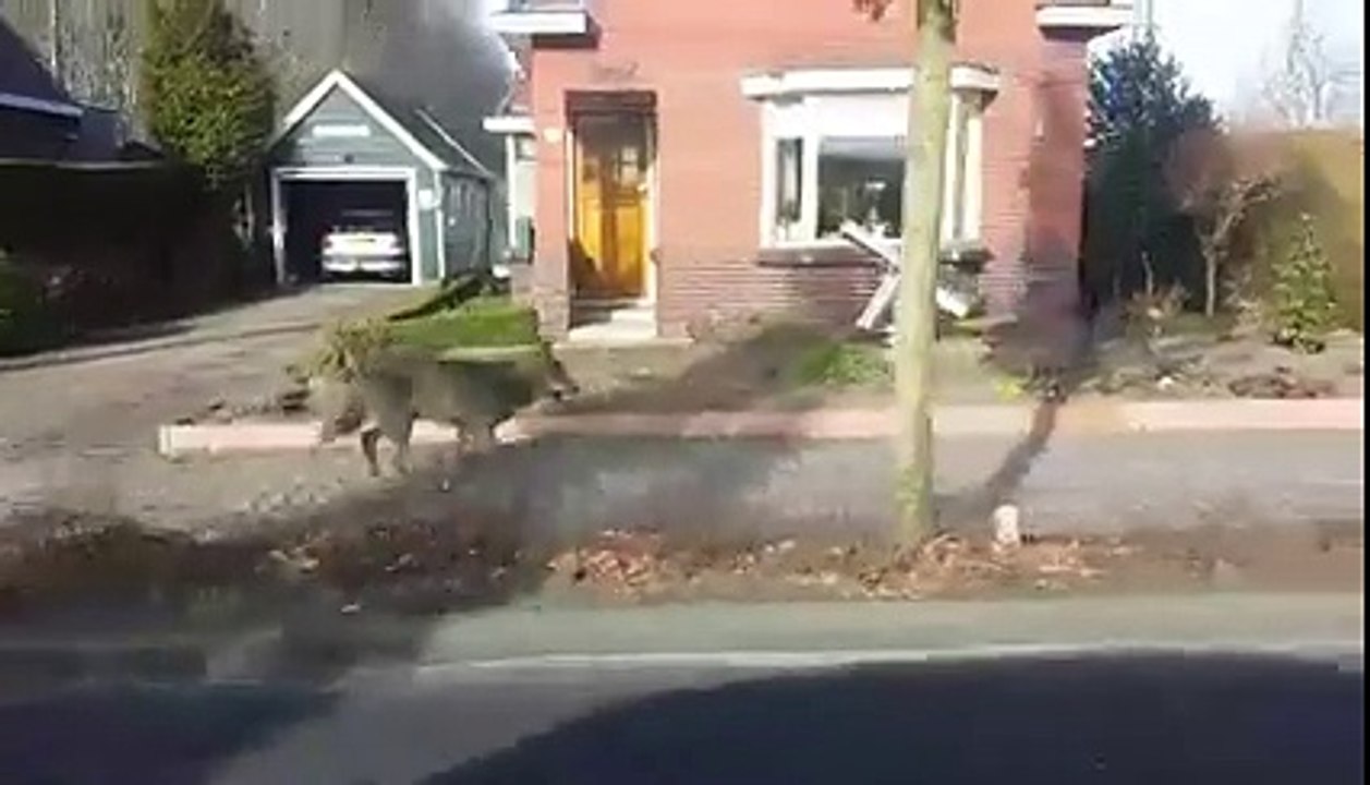 Un loup solitaire se balade dans un village des Pays-Bas