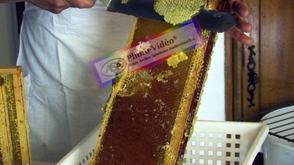 APICULTURE Extrait 14