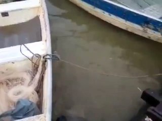 Would You Swim In This Lake Full Of Piranhas?
