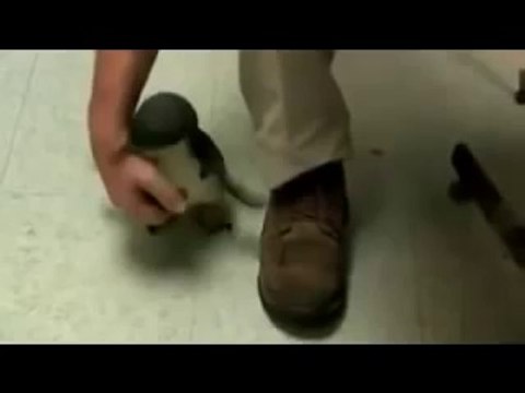 Что будет если пощекотать пингвина.mp4