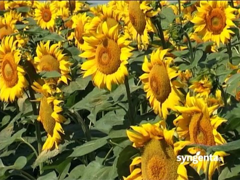 Syngenta – O hibridima suncokreta Kondi i Dolby i herbicidu Gardoprim plus _390_07.03.2015.