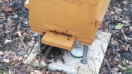 ma ruche : l'activité démarre dare dare une semaine avant le printemps