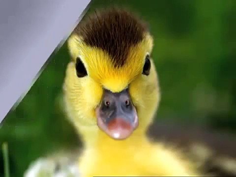 Baby Mozart Discovery Kit Animals Baby Einstein