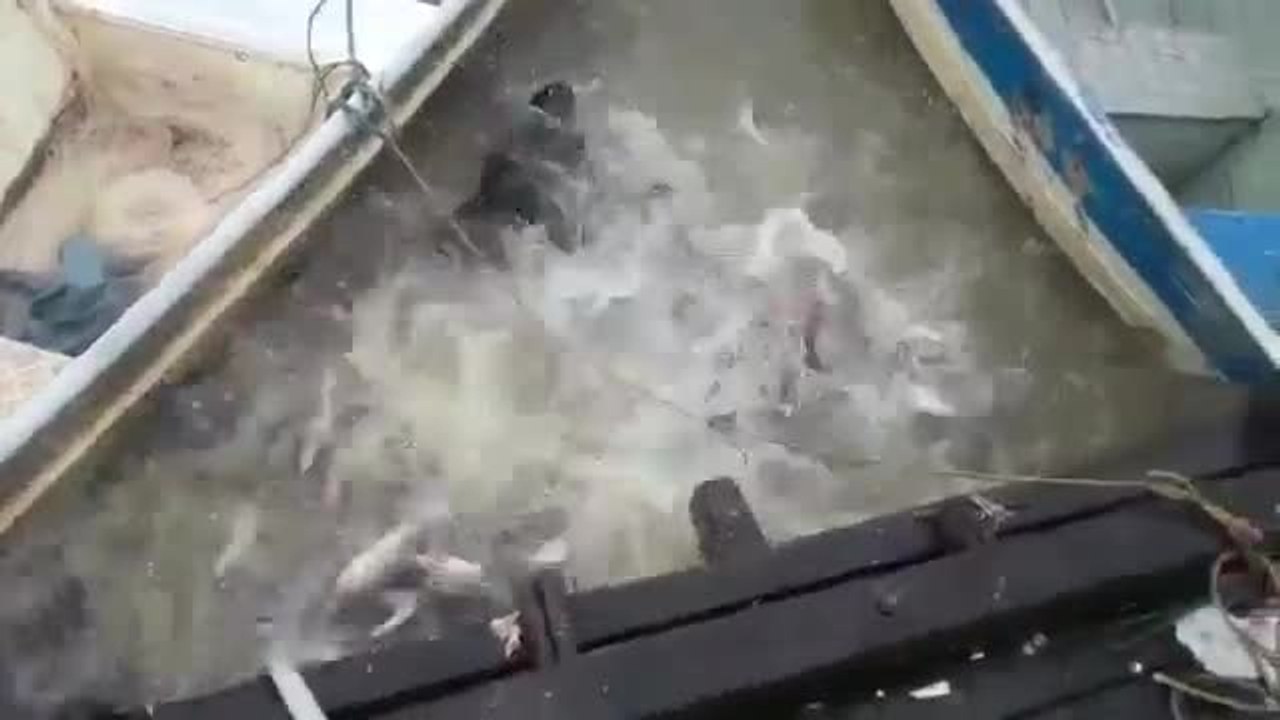 Jeter de la viande dans une rivière infestée de piranhas