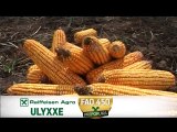 Raiffeisen Agro – zadovoljni korisnik hibrida Ulixxe i Gasti_390_07.03.2015.