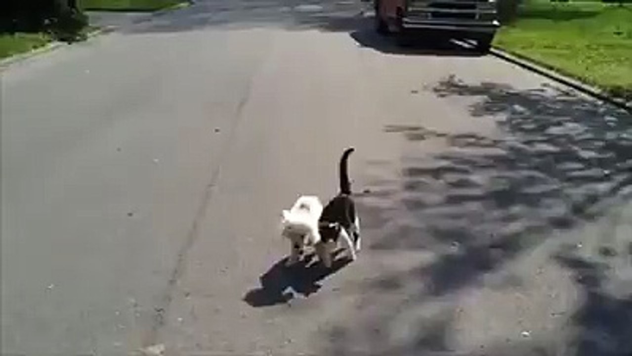 Watch how the Cat help the blind dog (Funny Video)