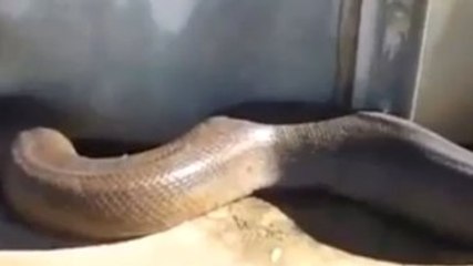 Dünyanın En Uzun Yılanı Ölü mü?