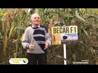 Superior – “Stoka mnogo bolje jede kukuruz Bećar”_390_07.03.2015.