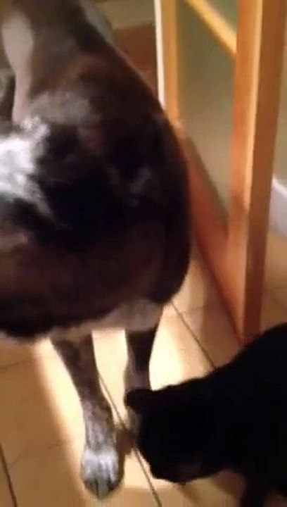 Un chat retrouve son ami le chien après les 10 jours qu'il a passé hors de la maison. Regardez sa réaction !