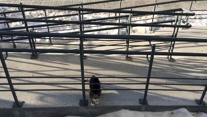 Ils ont trouvé une astuce géniale pour faire rentrer leur chat ! G.E.N.I.A.L !