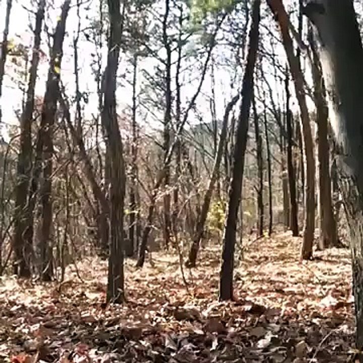 Ghost in a forest !!! u must see