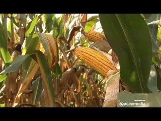 KWS hibrid kukuruza Kolumbaris_390_07.03.2015.