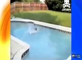 Dog Saves Her Puppy From Drowning in Pool