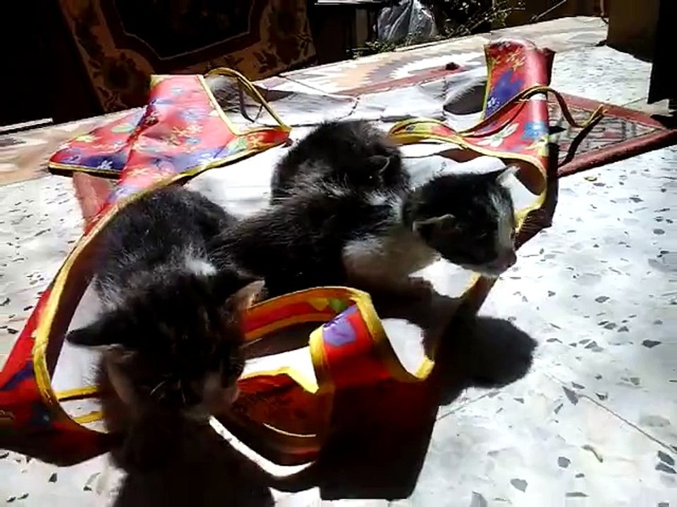 Mes chatons