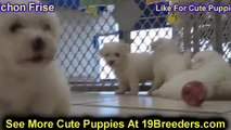Bichon Frise, Puppies, For, Sale, In, Washington DC, Georgetown, Alexandria, District of Columbia