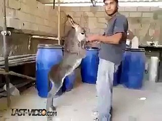 Ce mec Danse avec un Ane